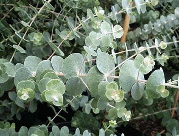 ''Baby Blue'' Silver Dollar Tree - Eucalyptus pulverulenta