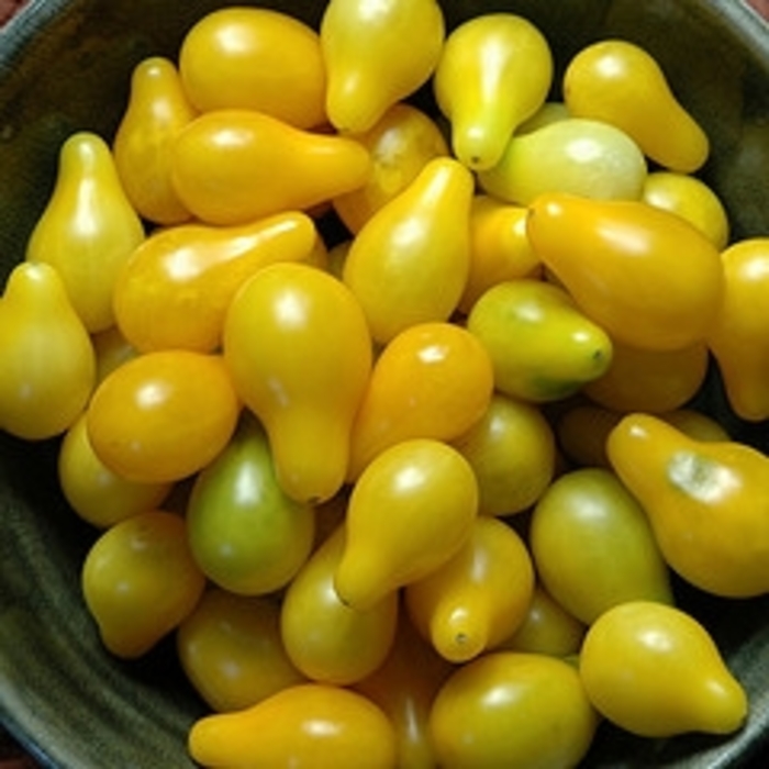 Tomato - Lycopersicon esculentum 'Yellow Pear'