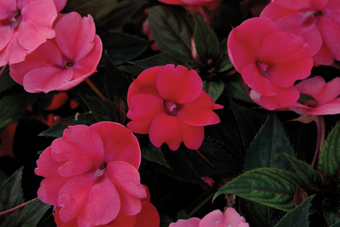 SunPatiens® Compact - Impatiens 'Deep Rose' SunPatiens® Compact - Impatiens 'Deep Rose'