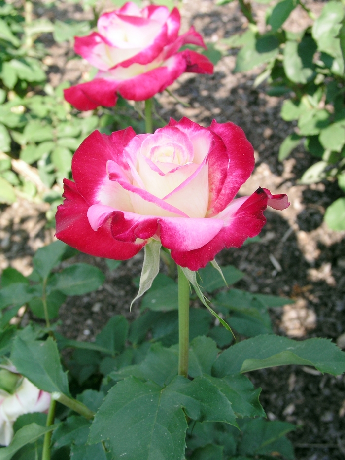 Double Delight Rose - Rosa 'ANDeli' Double Delight Rose - Rosa 'ANDeli'