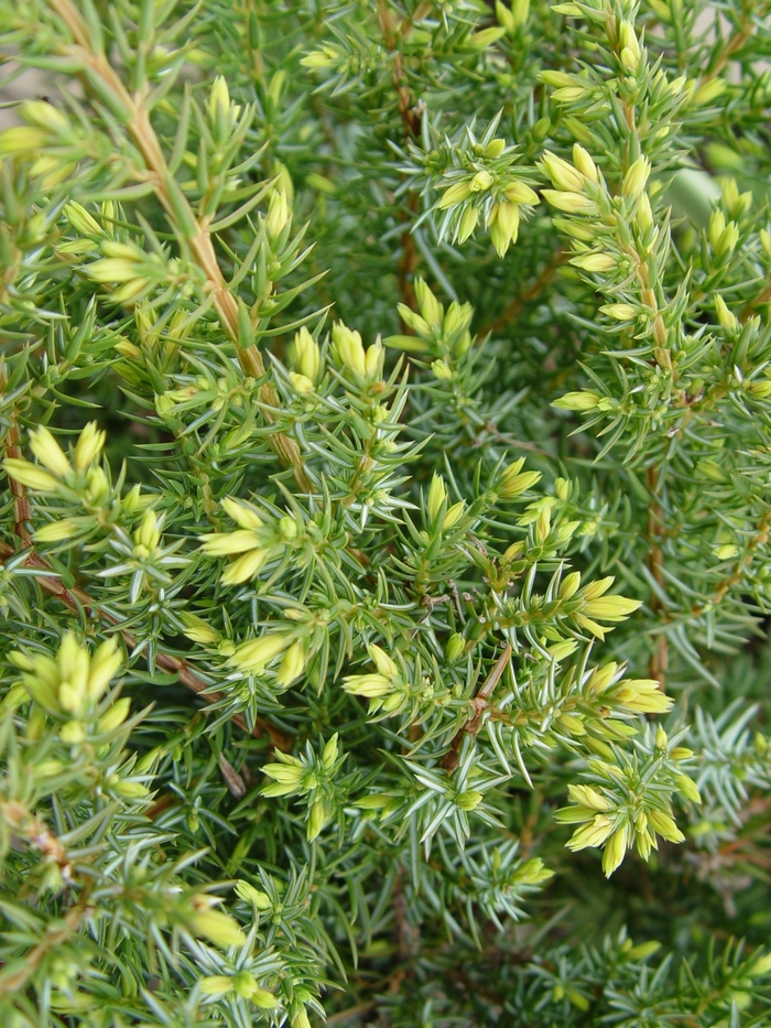 Blueberry Delight® Juniper - Juniperus communis depressa 'AmiDak'