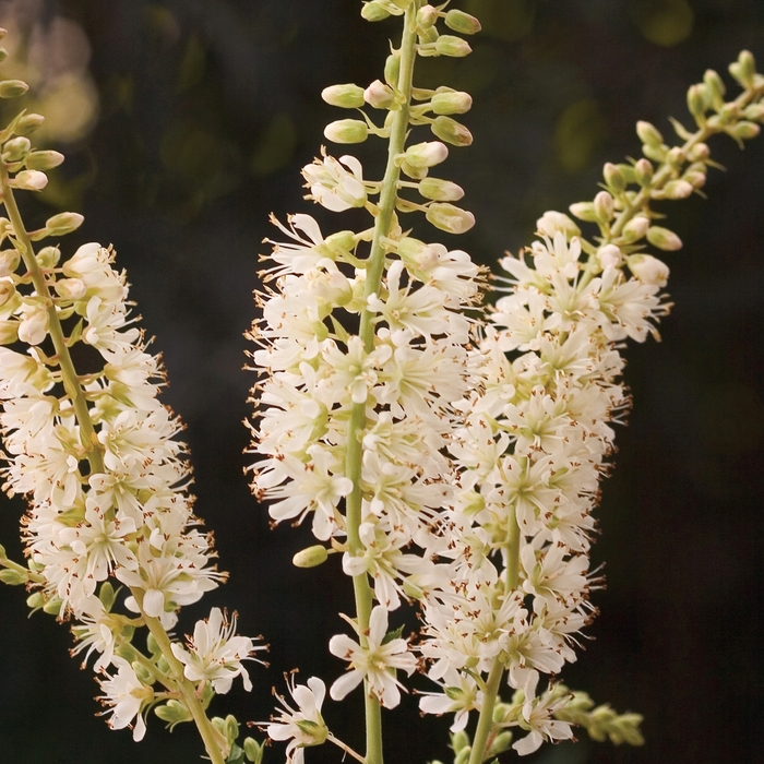 Summersweet - Clethra alnifolia 'Vanilla Spice'