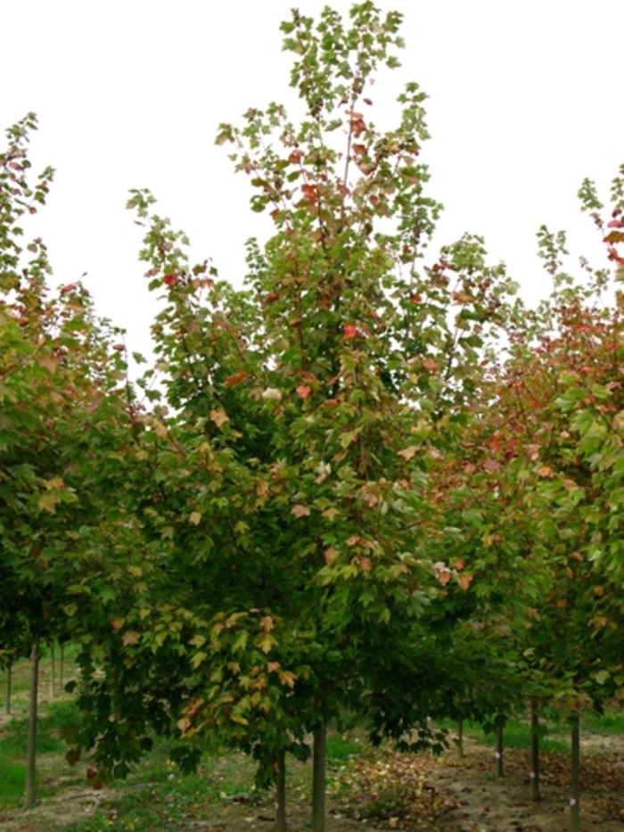 Red Sunset Maple - Acer rubrum 'Franksred'