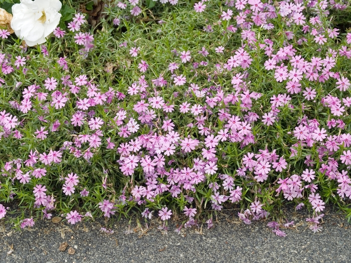 Creeping Phlox - Phlox subulata 'Fort Hills' 