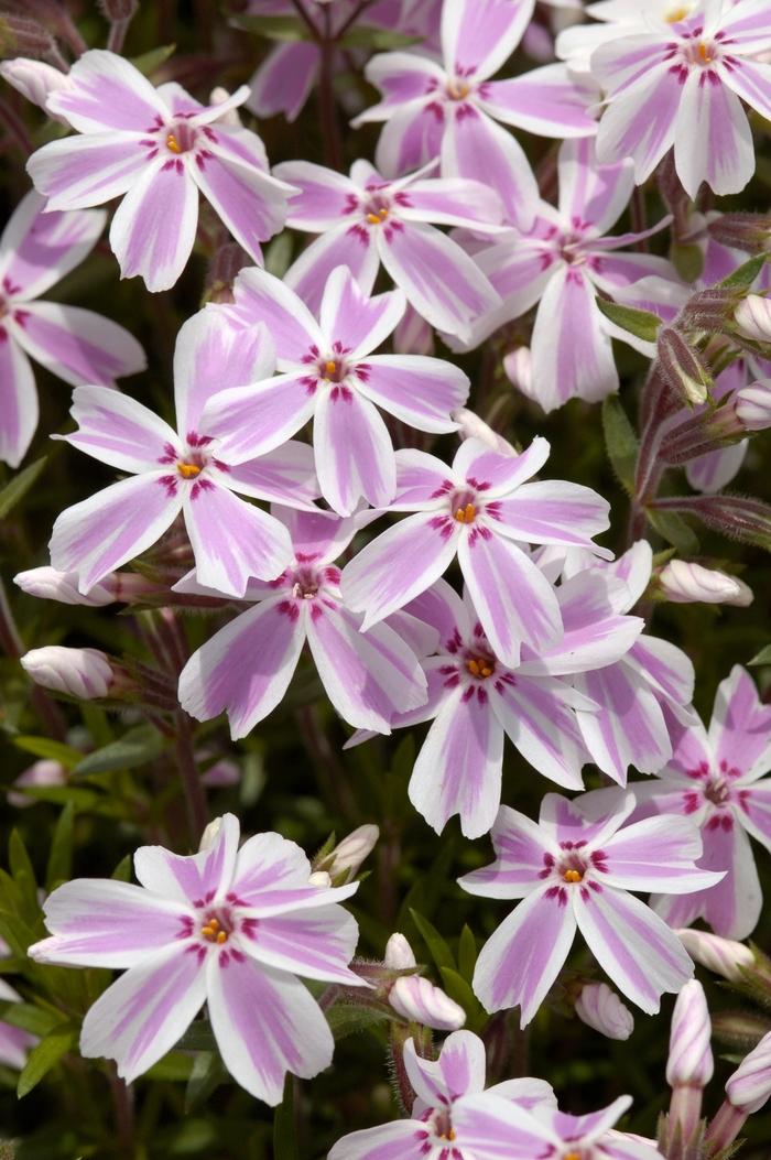Creeping Phlox - Phlox subulata 'Candy Stripe' Creeping Phlox - Phlox subulata 'Candy Stripe'