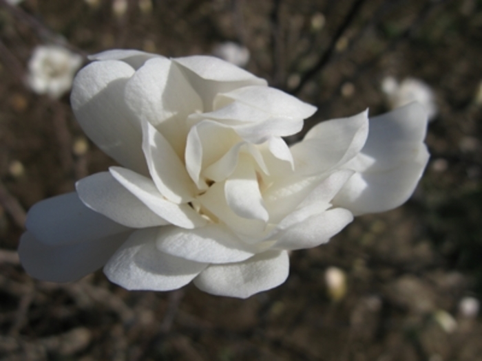 Star Magnolia - Magnolia stellata Star Magnolia - Magnolia stellata