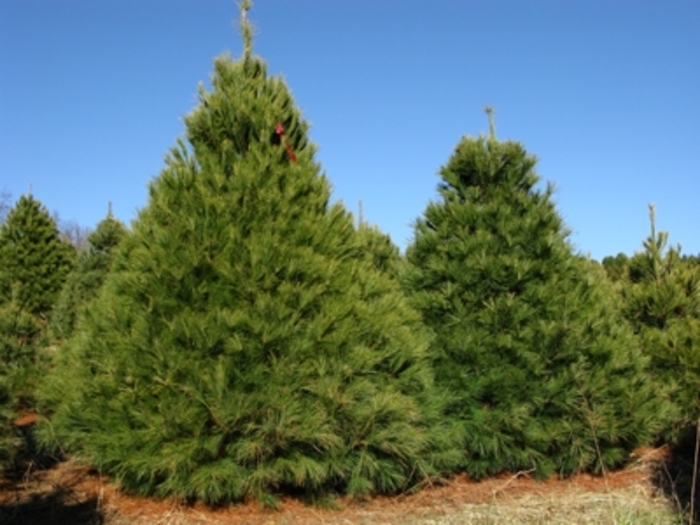 Eastern White Pine - Pinus strobus Eastern White Pine - Pinus strobus