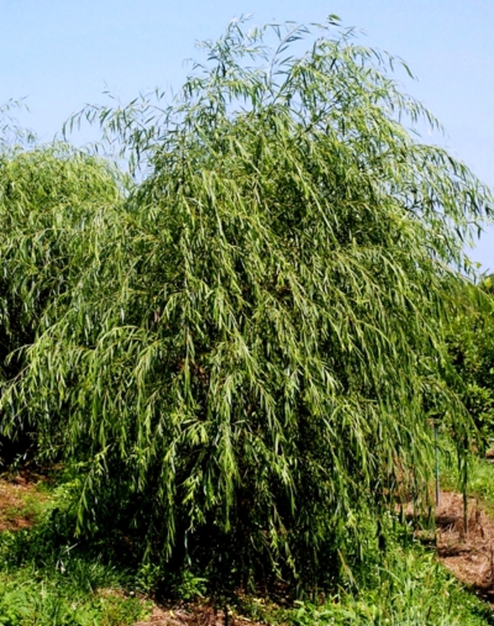 Golden Weeping Willow - Salix alba 'Tristis'