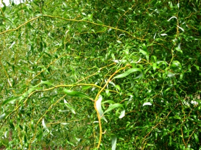'Golden Curls' Corkscrew Willow - Salix matsudana x alba 'Golden Curls' 