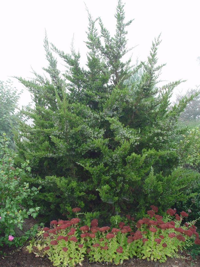 Eastern Red Cedar - Juniperus virginiana