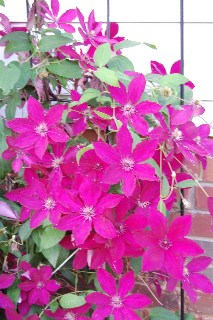 Clematis - Clematis 'Ernest Markham' Clematis - Clematis 'Ernest Markham'