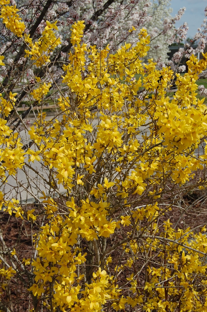 'Lynwood Gold' - Forsythia x intermedia