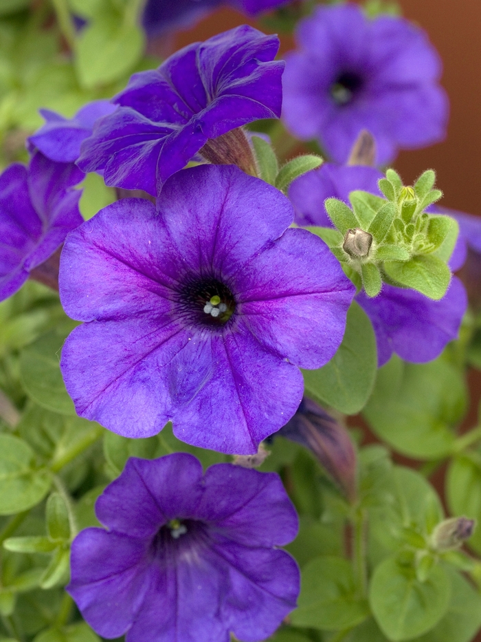 Petunia hybrida 'Easy Wave® Blue' Petunia Ebert's Greenhouse