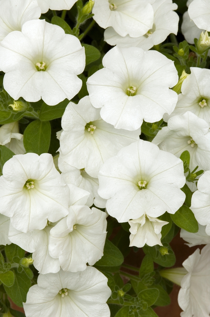 Petunia - Petunia hybrida 'Easy Wave® White' Petunia - Petunia hybrida 'Easy Wave® White'