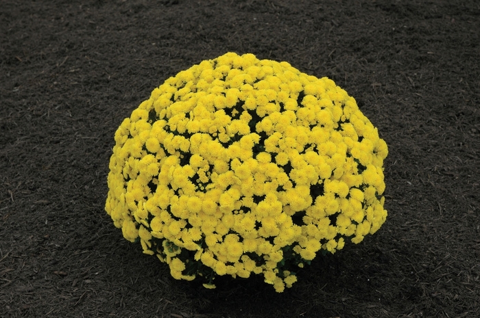 Bethany™ Yellow - Chrysanthemum x morifolium 