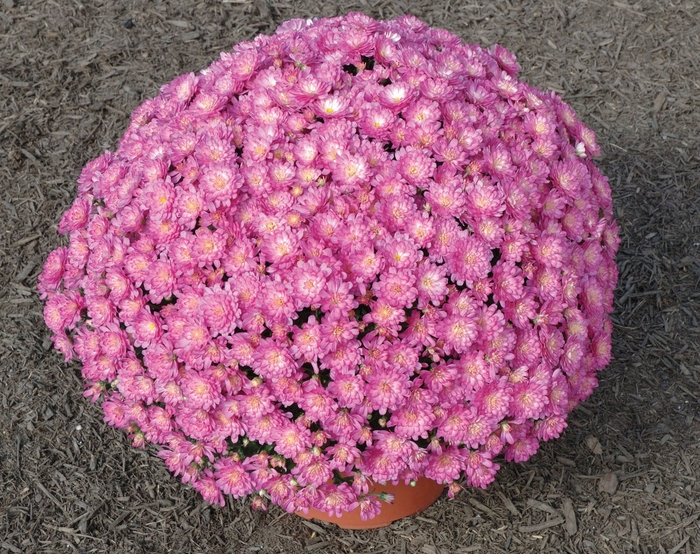 Garden Mum - Chrysanthemum x morifolium 'Jacqueline Pink' Garden Mum - Chrysanthemum x morifolium 'Jacqueline Pink'