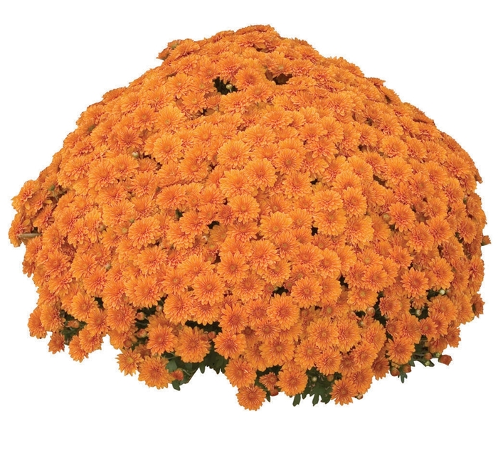 Garden Mum - Chrysanthemum x morifolium 'Hannah Orange' Garden Mum - Chrysanthemum x morifolium 'Hannah Orange'