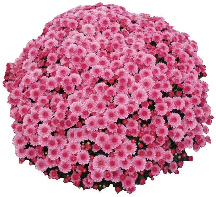 Garden Mum - Chrysanthemum x morifolium 'Cheryl Pink' Garden Mum - Chrysanthemum x morifolium 'Cheryl Pink'