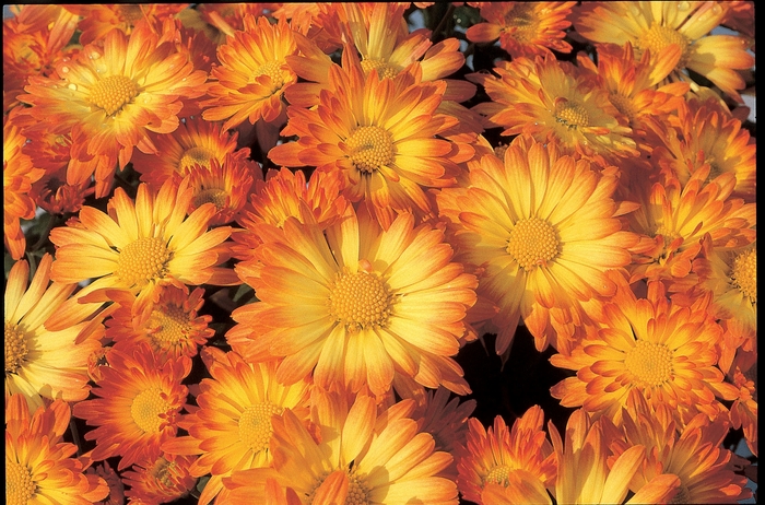 Mum - Orange / Bronze - Chrysanthemum Stacy Dazzling Orange