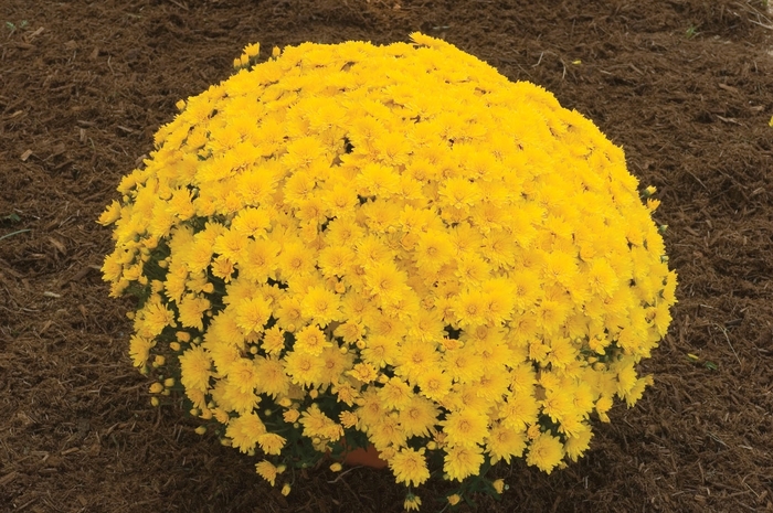 Mum - Yellow - Chrysanthemum Elena Gold