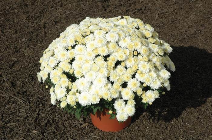 Mum - Chrysanthemum Frosty Cheryl