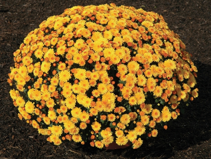 Mum - Chrysanthemum Golden Cheryl