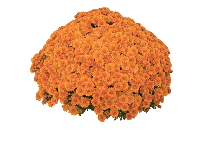 Garden Mum - Chrysanthemum x morifolium 'Hannah Orange'