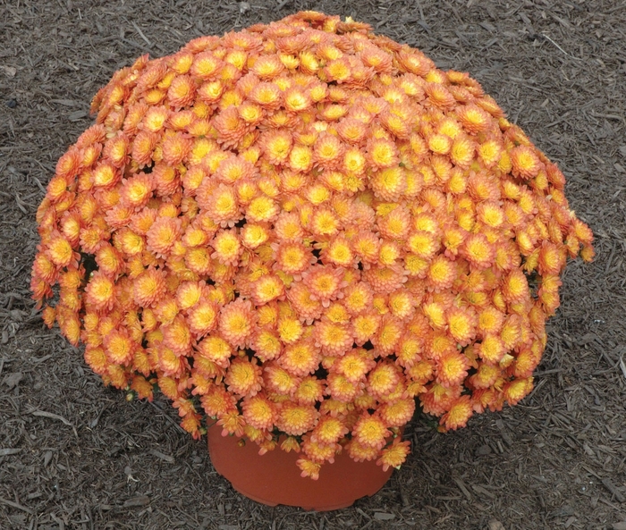 Garden Mum - Chrysanthemum 'Jacqueline Orange Fusion'