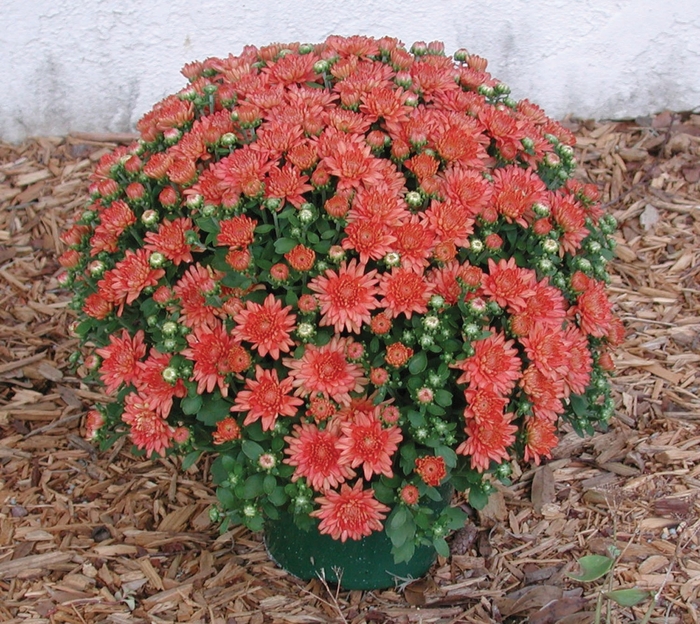 Ursula™ ''Jazzy Coral'' - Chrysanthemum x morifolium (Garden Mum)