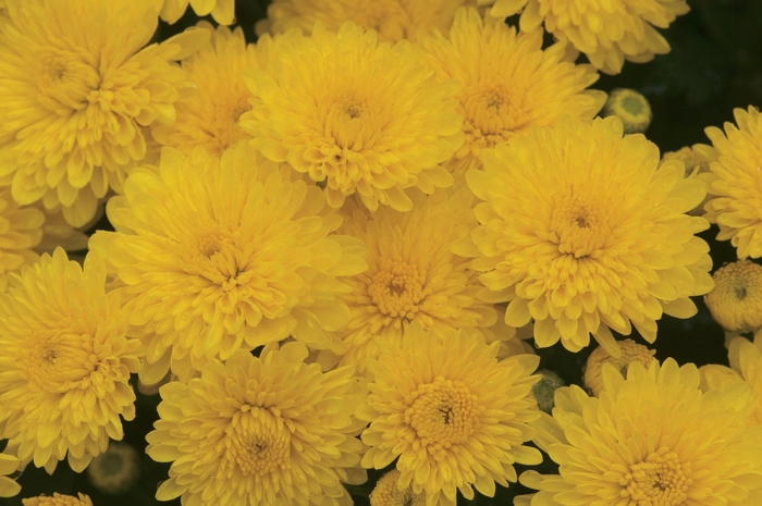 Mum - Chrysanthemum Sparkling Cheryl Yellow