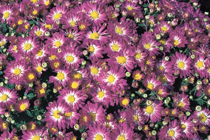 Stacy™ Pink - Chrysanthemum grandiflorum