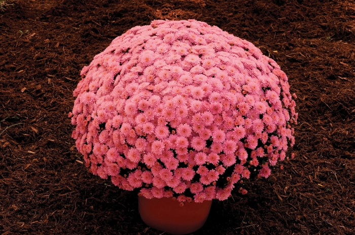 Ursula™ ''Lavender'' - Chrysanthemum x morifolium (Garden Mum)