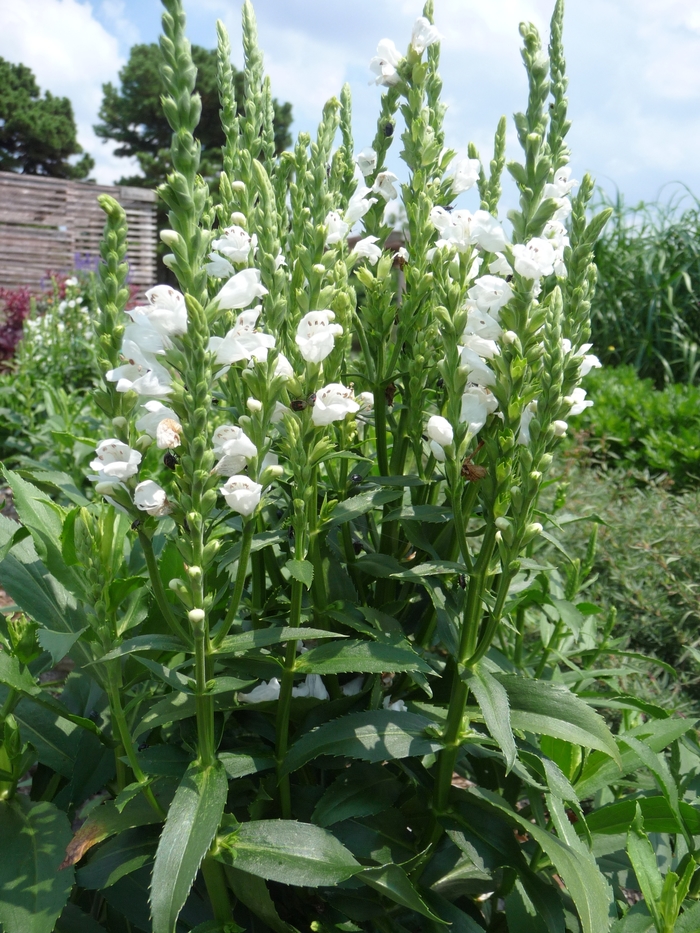 Obedient Plant - Physostegia virginiana 'Crystal Peak White'