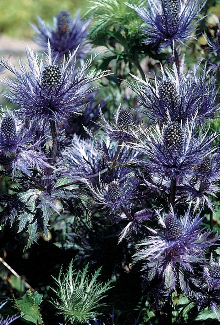 Sea Holly - Eryngium alpinum 'Blue Star®'