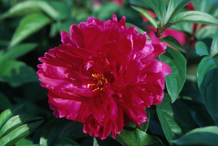 'Karl Rosenfeld' - Paeonia lactiflora 'Karl Rosenfeld' - Paeonia lactiflora
