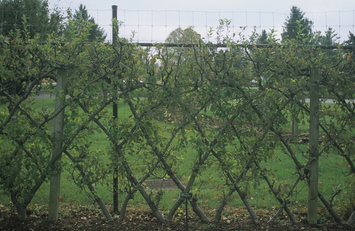 'Yellow Delicious' Apple - Malus domestica