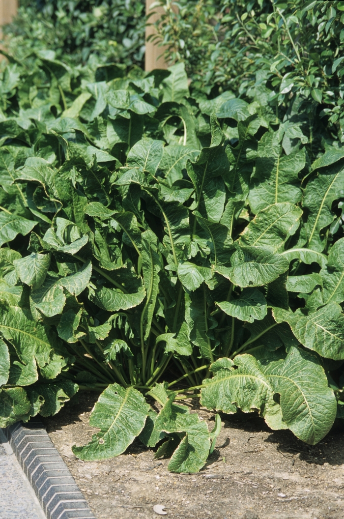 Horseradish - Armoracia rusticana Horseradish - Armoracia rusticana
