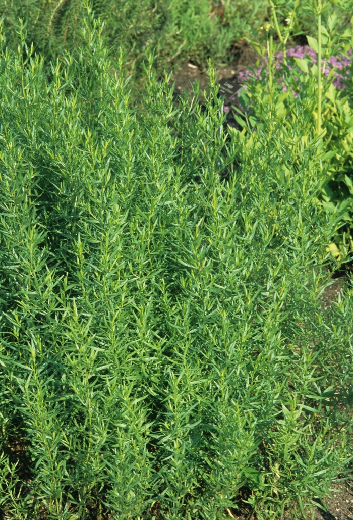 Tarragon, French - Artemisia dracunculus