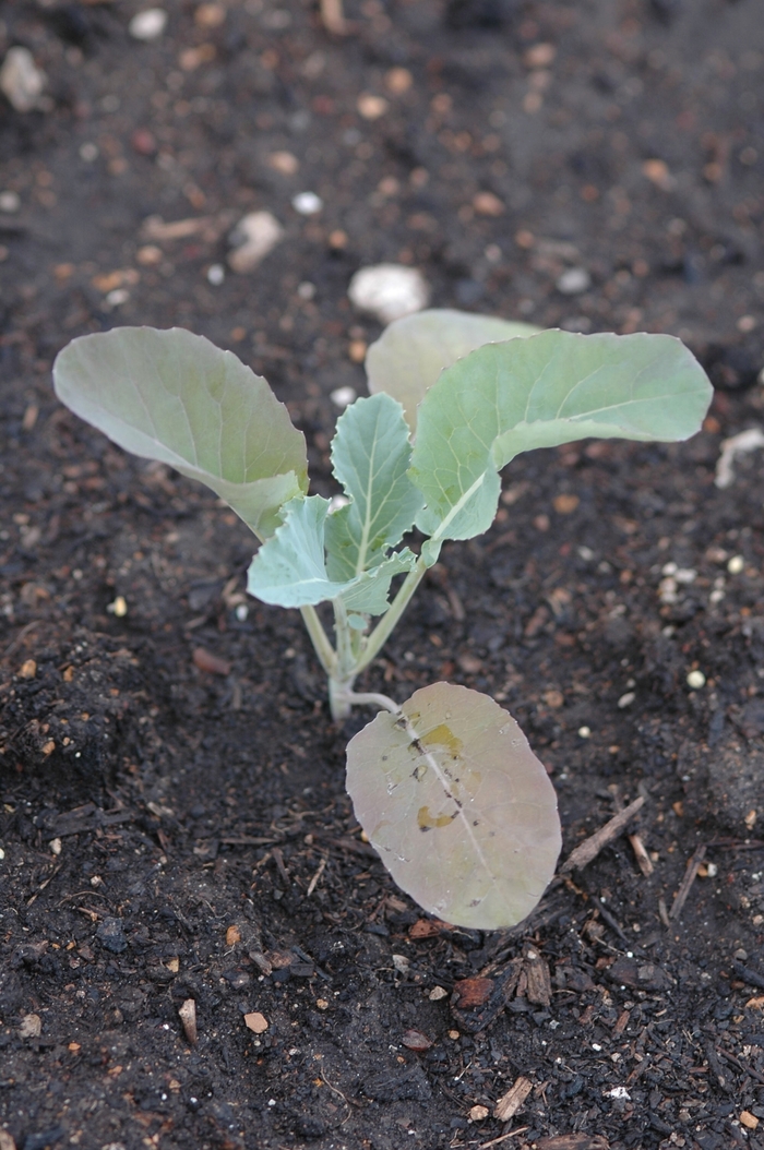 Cauliflower - Brassica oleracea 'Amazing' 