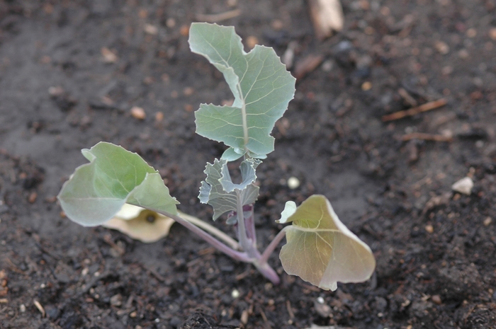 Cauliflower - Brassica oleracea 'Graffitti' 