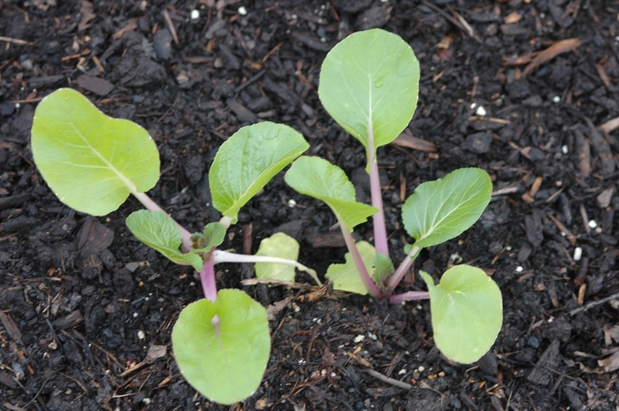 Cabbage - Brassica rapa 'Joi Choi'