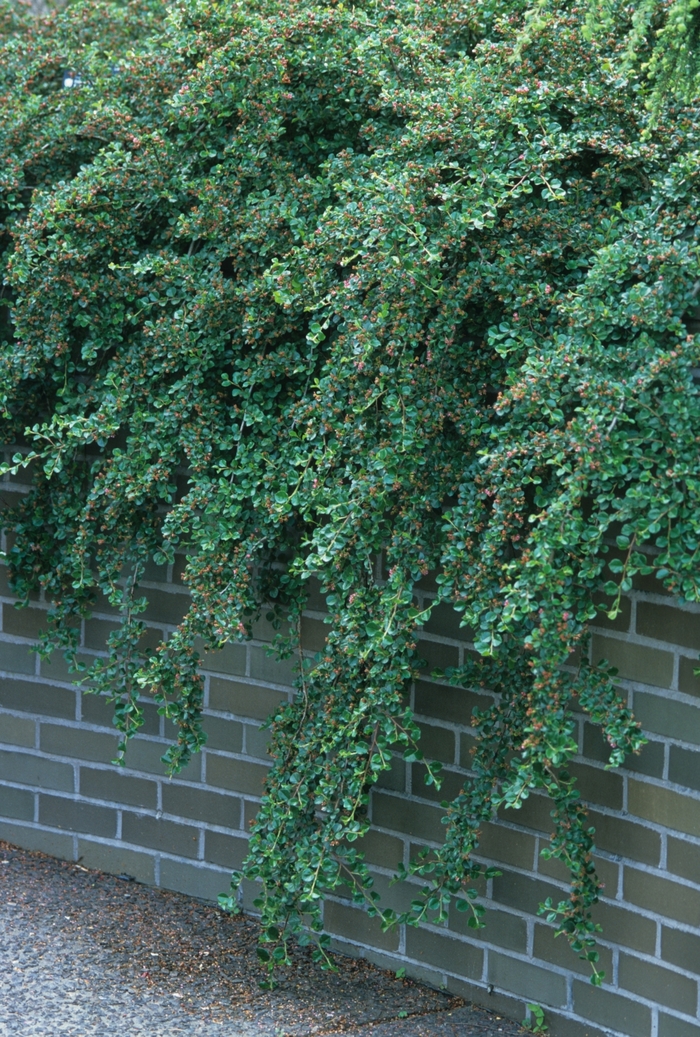 Cranberry Cotoneaster - Cotoneaster apiculatus