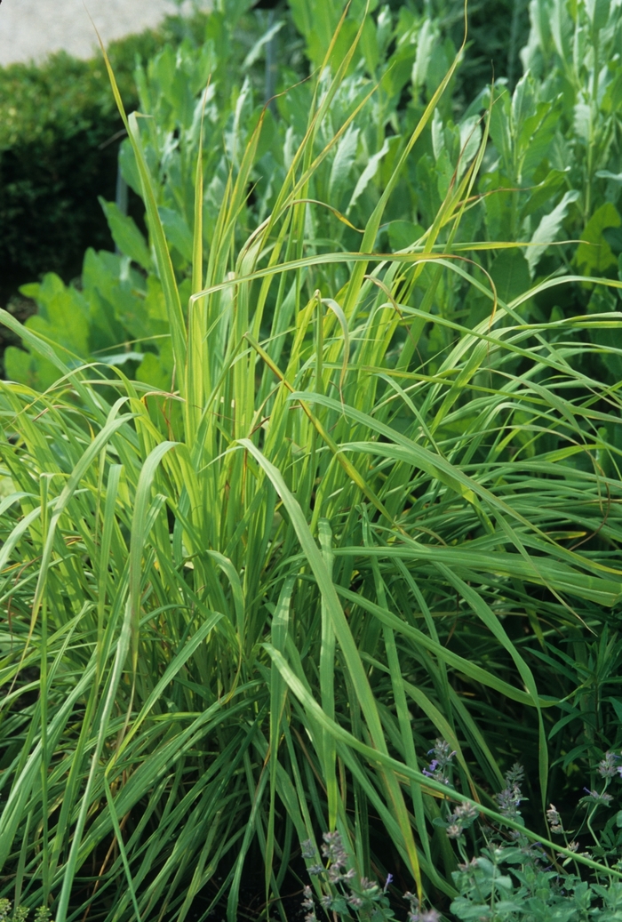 Lemon Grass - Cymbopogon citratus