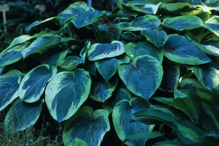 Plantain Lily - Hosta 'American Halo' 