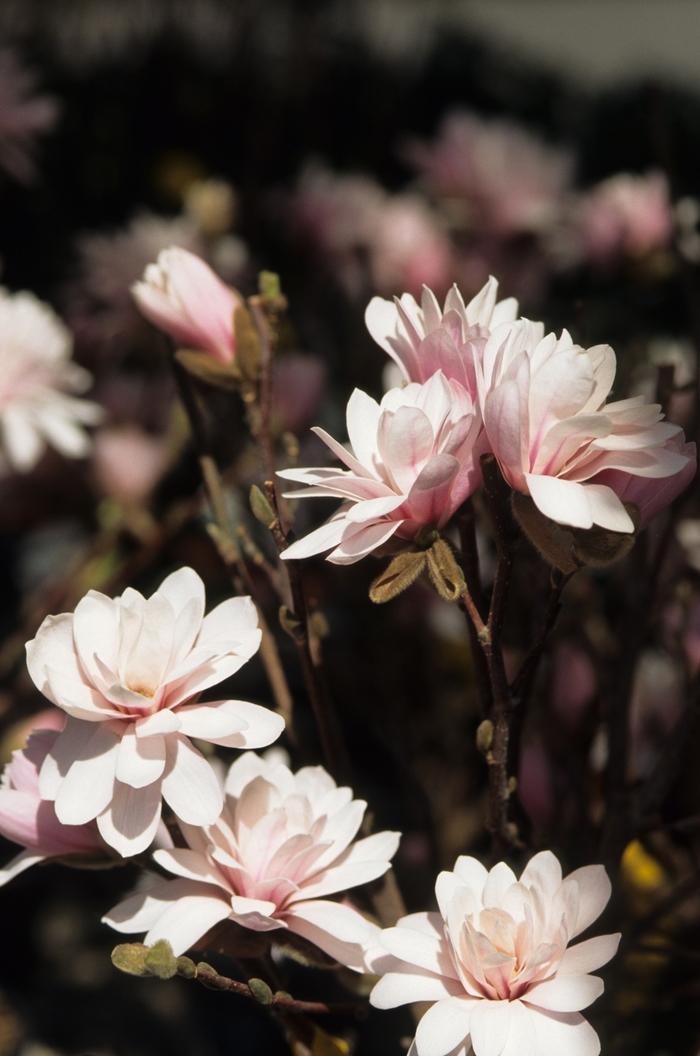 Leonard Messel Magnolia - Magnolia x loebneri Leonard Messel Magnolia - Magnolia x loebneri