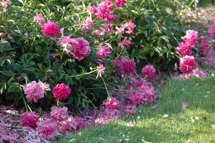 Garden Peony - Paeonia 'Renato'