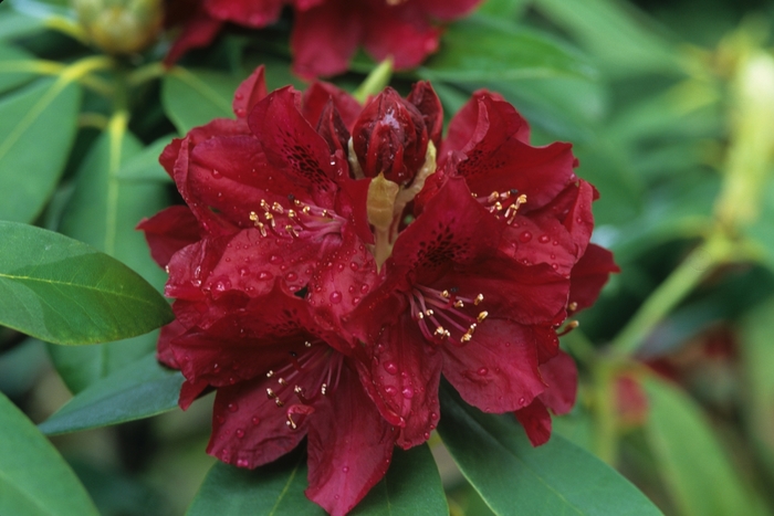  'Golden Lights' - Rhododendron hybrid