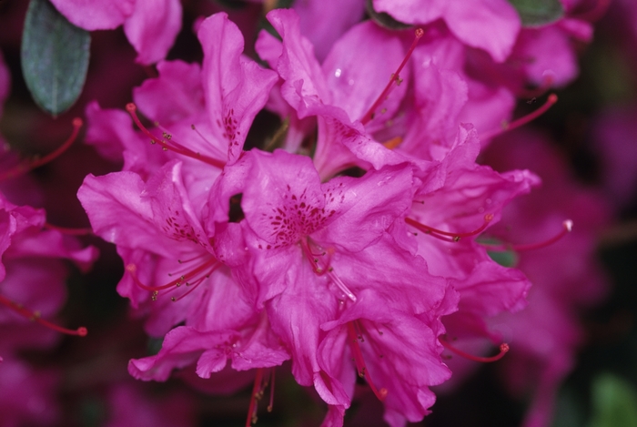 'Karen' Azalea - Rhododendron hybrid 'Karen'