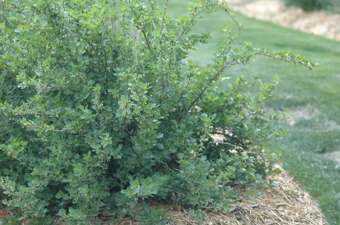 Gooseberry - Ribes uva-crispa 'Hinnonmaki Red'