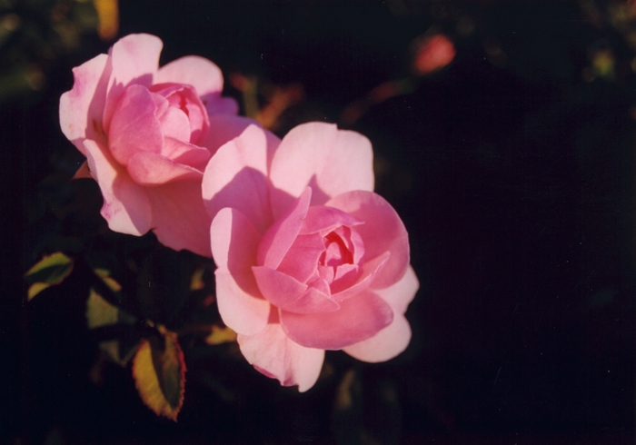 Bonica® Rose - Rosa 'Meidomonac'